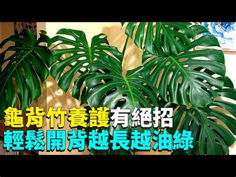 龜背芋適合放室內嗎 色彩象徵